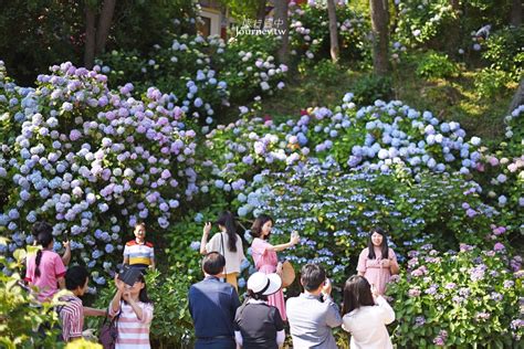 太宗台 繡球花|韓國、釜山｜太宗台繡球花節・五千株繡球花齊力綻放 